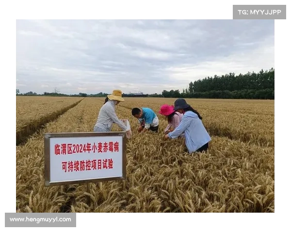 小麦国家队：辉煌历程与成功启示